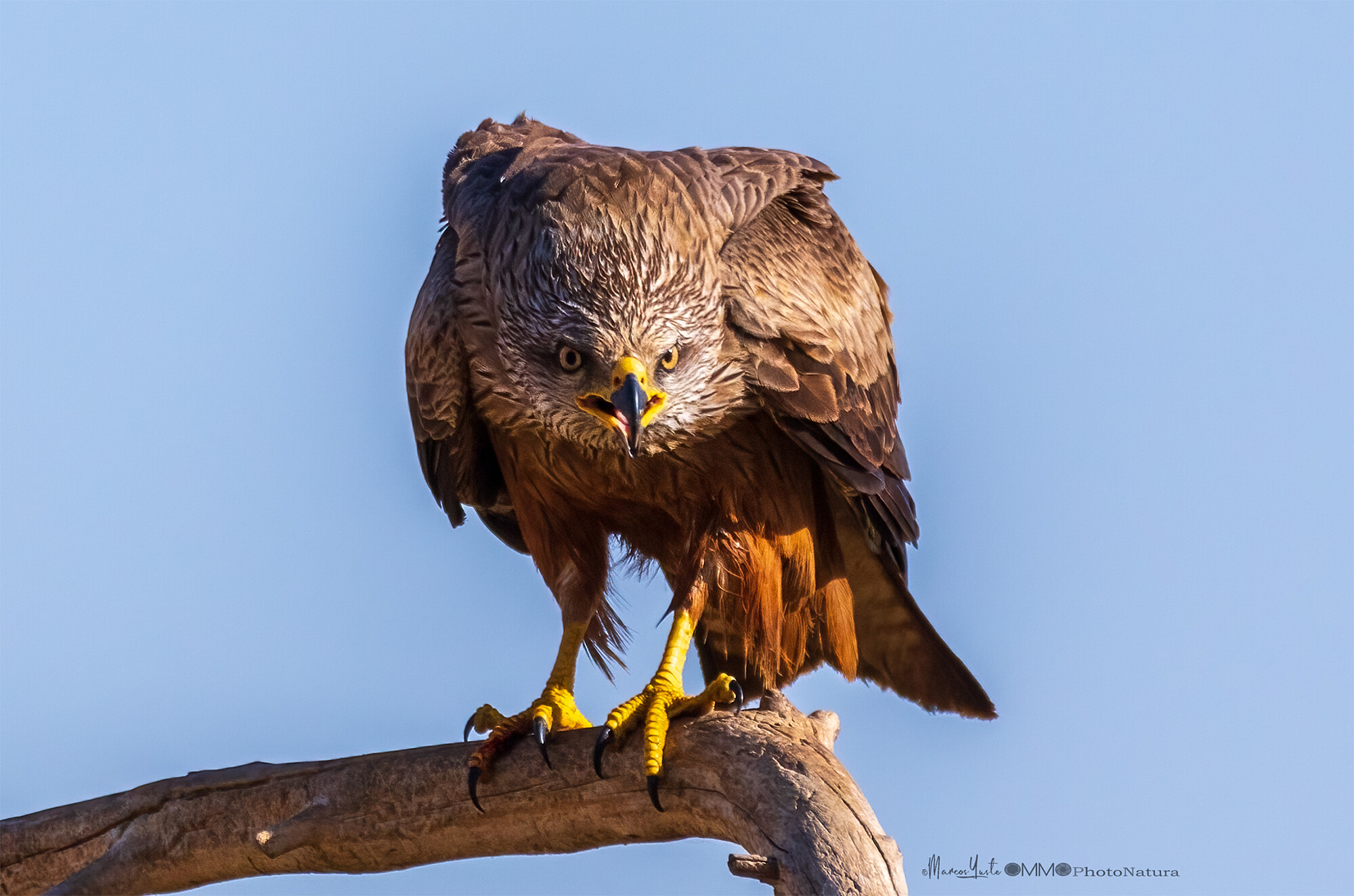OMMO PhotoNatura - webexport-2048px-mmo4176-editar-jpg.jpg